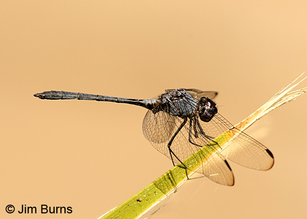 Black Setwing male, Maricopa Co., AZ, October 2017